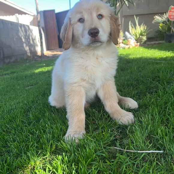 Meet your Posher, Zaray - Picture 6 of 8